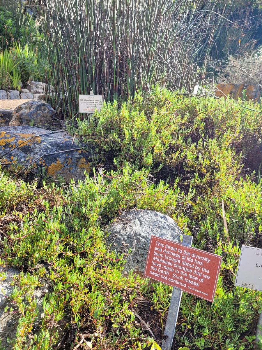 Great family day with <a href="/RK_ct/">Rupert Koopman</a>,  learning about the endangered indigeneous plants essential for the future of #viticulture, discussing sense of place and exploring new flavours <a href="/tapitapidessert/">T∆PI T∆PI</a>, and finding new friends on the #winelist 😀