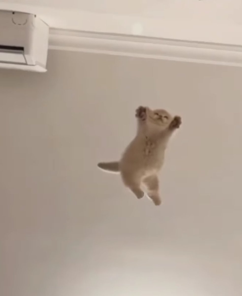 gatitos_qctd's tweet photo. https://t.co/HKH3CyFijK