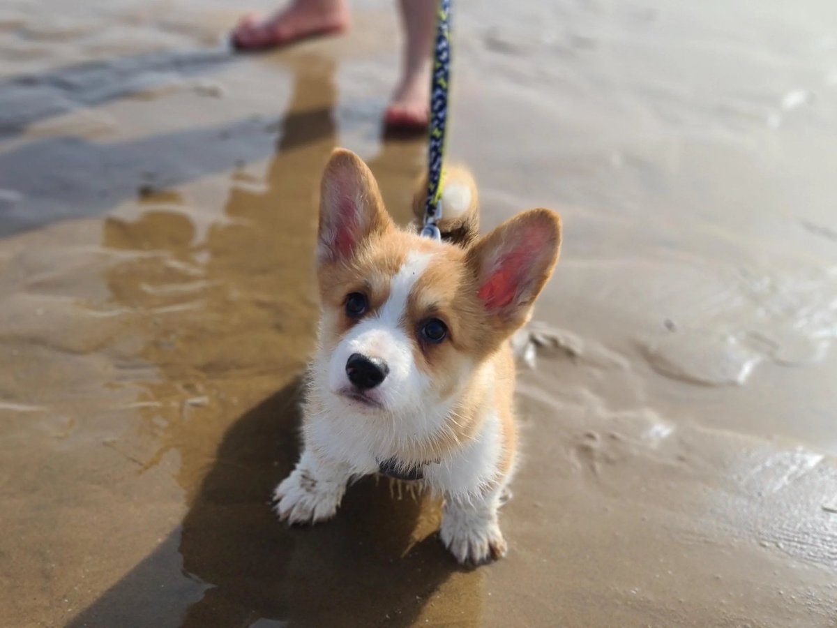 LowRiderCorgi's tweet photo. Wet puppy's first time at the beach!

#Corgi
#CorgiCrew 
#Mondayvibes 
#Cute
#Puppy https://t.co/1wKdpKv02n