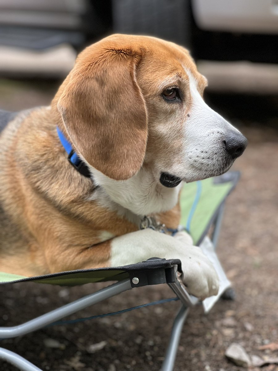 HoundDogLove1's tweet photo. Savoring the last day of camping watching people and pups walk byโฆ #beagle #basset #camping #michiganstateparks https://t.co/IgxtULQlVM