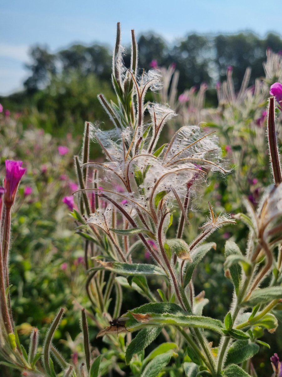 Great Willowherb seedpods are just to say starting to burst open and reveal their silvery fluffy contents 

#WildflowerHour #Seedheads