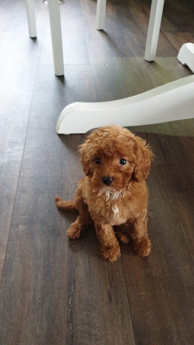 karensarah66's tweet photo. Tiny Smaila was stolen Edmonton N18 on 30/3/22. Where is she? Have you seen a similar dog new to your area? Please ring the numbers to end this familyโs misery ๐๐ป #findsmaila #cockerpoo @rosieDoc2 @gelert01 @PcsharonPage @MissingPetsGB @AlanDaffern @RachaelB100 @HelpFindThem14 https://t.co/IizC3MW85S