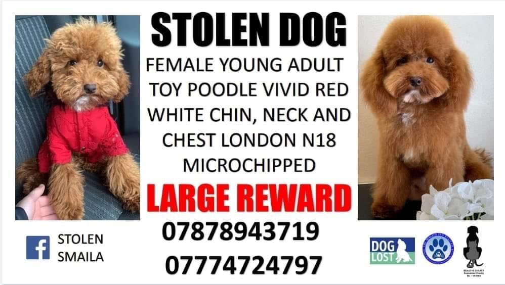 karensarah66's tweet photo. Tiny Smaila was stolen Edmonton N18 on 30/3/22. Where is she? Have you seen a similar dog new to your area? Please ring the numbers to end this familyโs misery ๐๐ป #findsmaila #cockerpoo @rosieDoc2 @gelert01 @PcsharonPage @MissingPetsGB @AlanDaffern @RachaelB100 @HelpFindThem14 https://t.co/IizC3MW85S