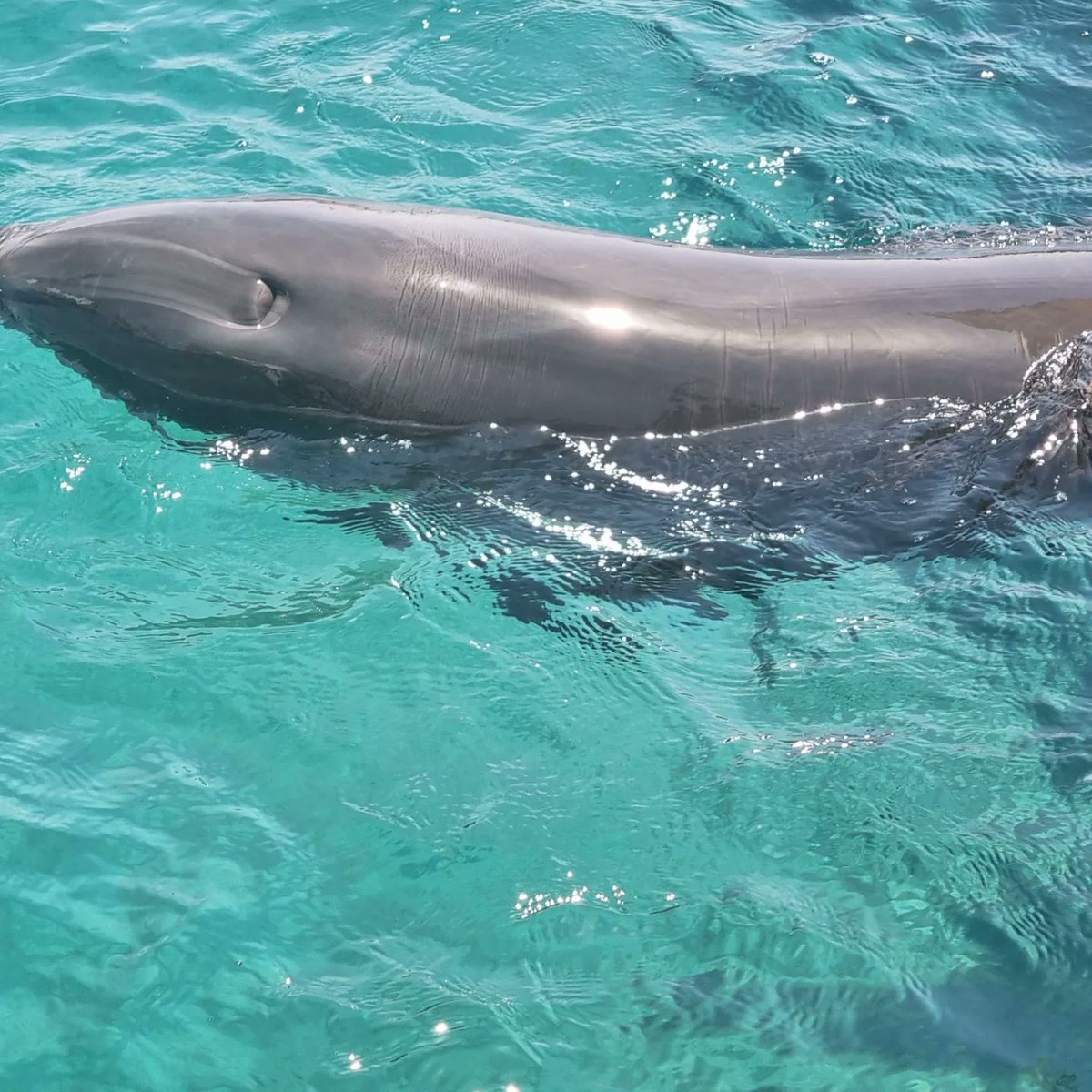 KeiraKenworthy's tweet photo. At Dolphin Reef Eilat So cute!! 🐬 Getting it's belly rubbed awww
#dolphins #Israel #eilat🌴 #dolphinreef #wildlife #sealife #animals #nature https://t.co/CygLX8OMaR
