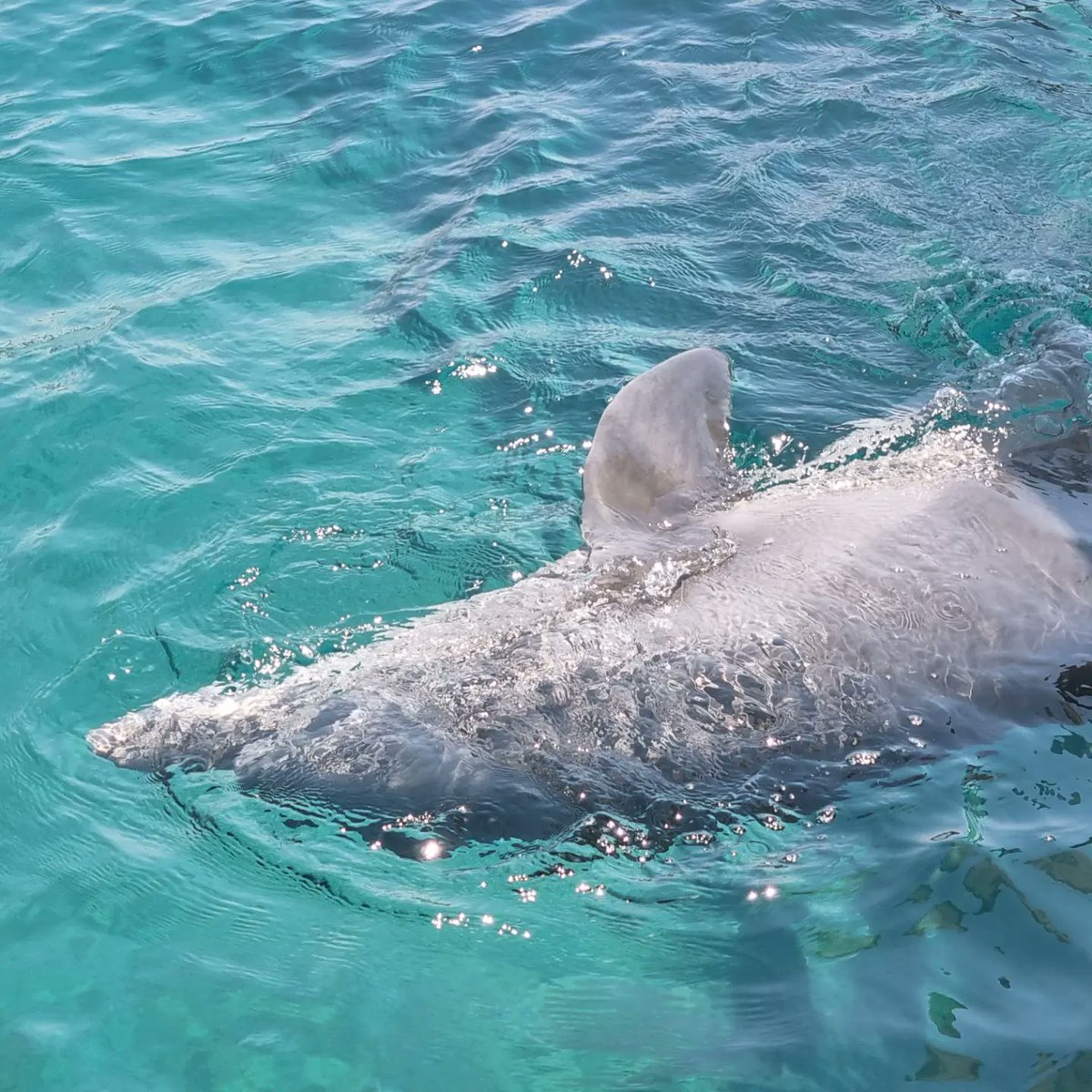KeiraKenworthy's tweet photo. At Dolphin Reef Eilat So cute!! 🐬 Getting it's belly rubbed awww
#dolphins #Israel #eilat🌴 #dolphinreef #wildlife #sealife #animals #nature https://t.co/CygLX8OMaR