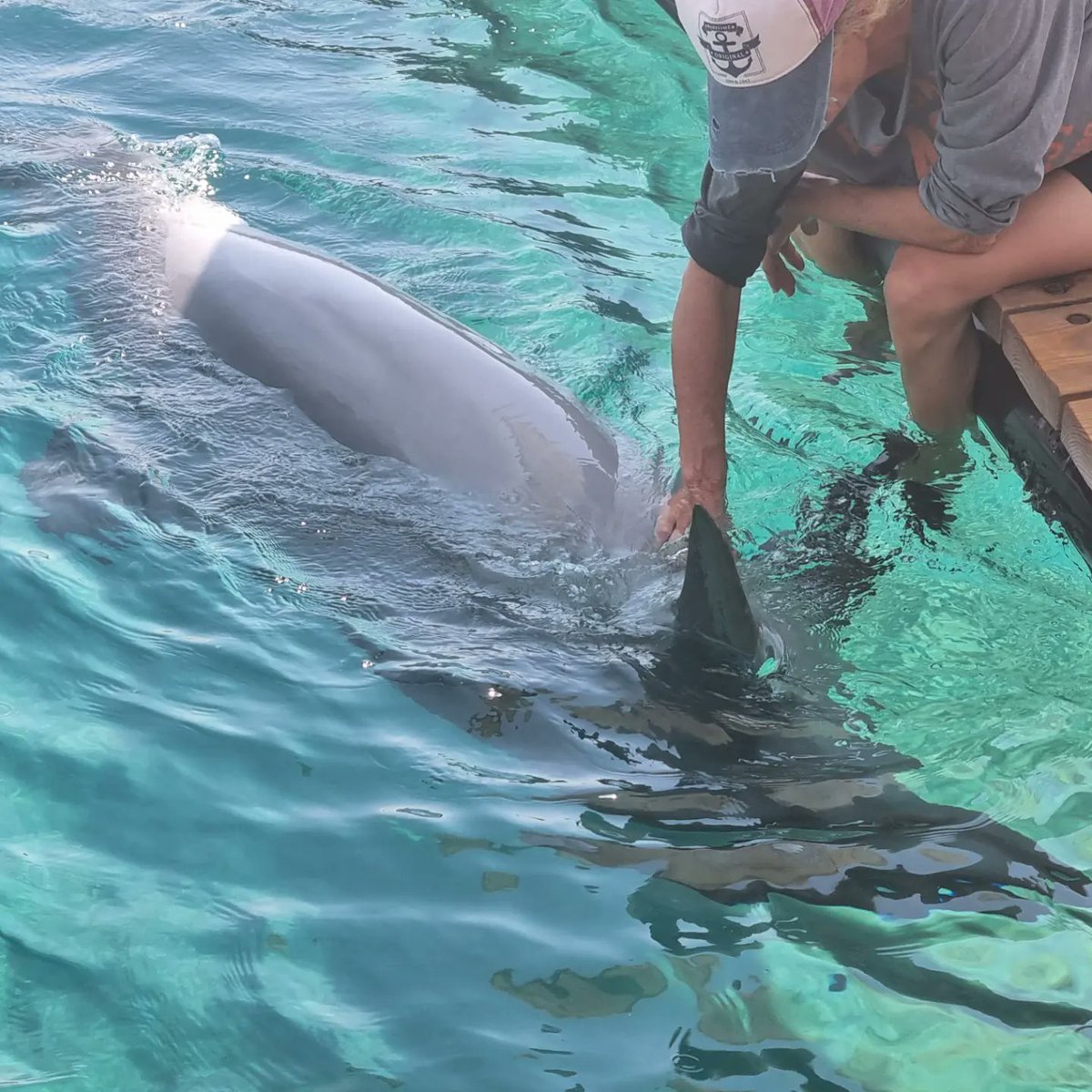 KeiraKenworthy's tweet photo. At Dolphin Reef Eilat So cute!! 🐬 Getting it's belly rubbed awww
#dolphins #Israel #eilat🌴 #dolphinreef #wildlife #sealife #animals #nature https://t.co/CygLX8OMaR
