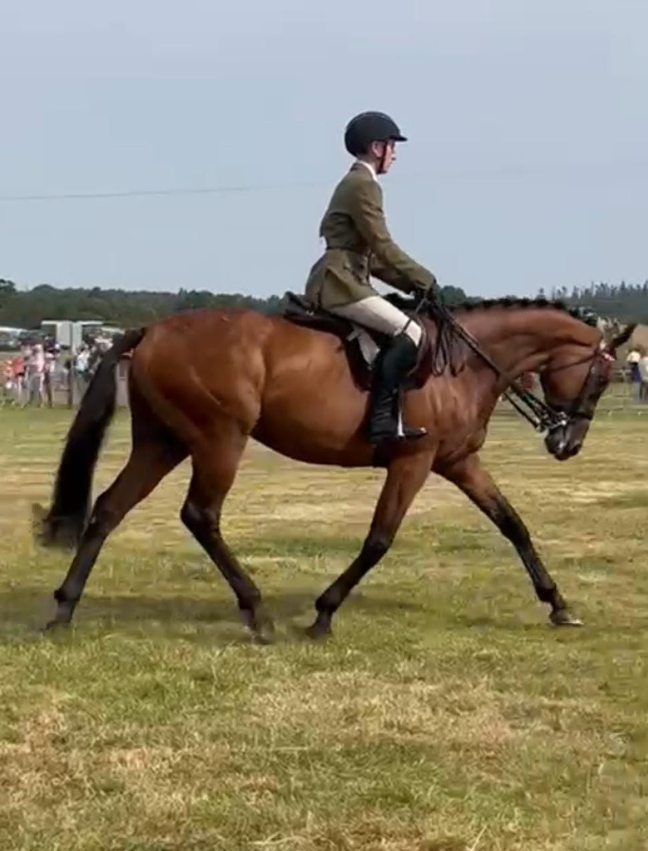 Great to see Tiger Roll excelling in his second career. Congratulations to Ted and Tiger on bringing home 1st place at Tullamore Show best of luck at the <a href="/TheRDS/">The RDS</a> 🥇