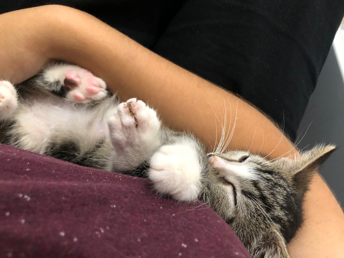Rowana Miller (@rowana_miller) on Twitter photo Important life update: <a href="/OhadKlopman/">Ohad Klopman</a> and I adopted two kittens. They like chewing on my fingers and sitting on my keyboard. I would do anything for them Important life update: <a href="/OhadKlopman/">Ohad Klopman</a> and I adopted two kittens. They like chewing on my fingers and sitting on my keyboard. I would do anything for them