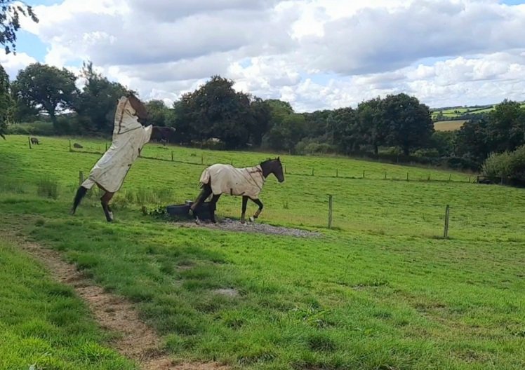 JessWestwood's tweet photo. Monkerty Tunkerty field antics 🙈🙄 #WildBoy #MonkertyTunkerty #SillyTimes https://t.co/1d8xKUA3xF