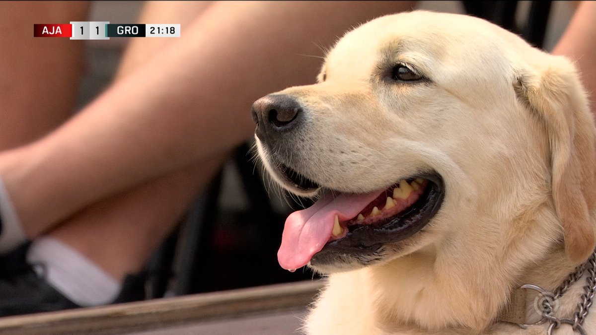 JordiZandhuis's tweet photo. Dit was wel 100% de Hond of the Match #doggocontent https://t.co/uwUu7G873S