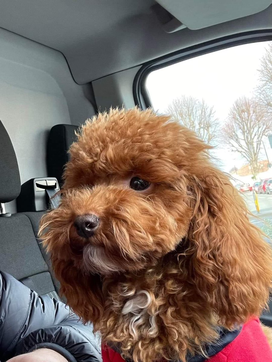 karensarah66's tweet photo. Stolen Smaila is still missing. Help #findsmaila by looking, sharing and caring. Help mend a childโs broken heart and bring her dog home ๐โค๏ธ@ThamesVP @KarenFi51820768 @BethRees2 @ChrstinaKelly @lornsalexander @muddypawscrime @rosiedoc666 @TinaTowers3 @DogsofTooting @gelert01 https://t.co/HievmDlS3K