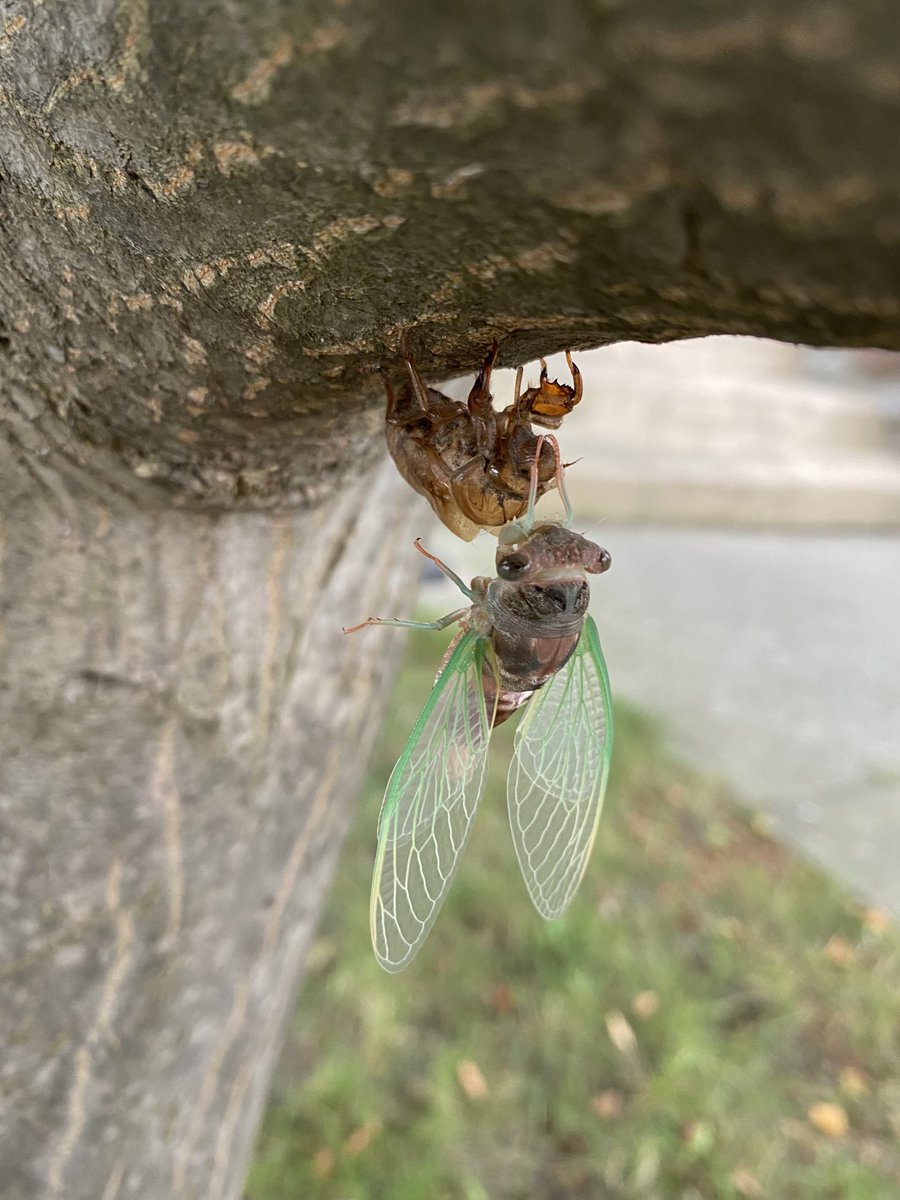 RoselyneLabbe's tweet image. When you just can’t wait to crawl out of your old skin.