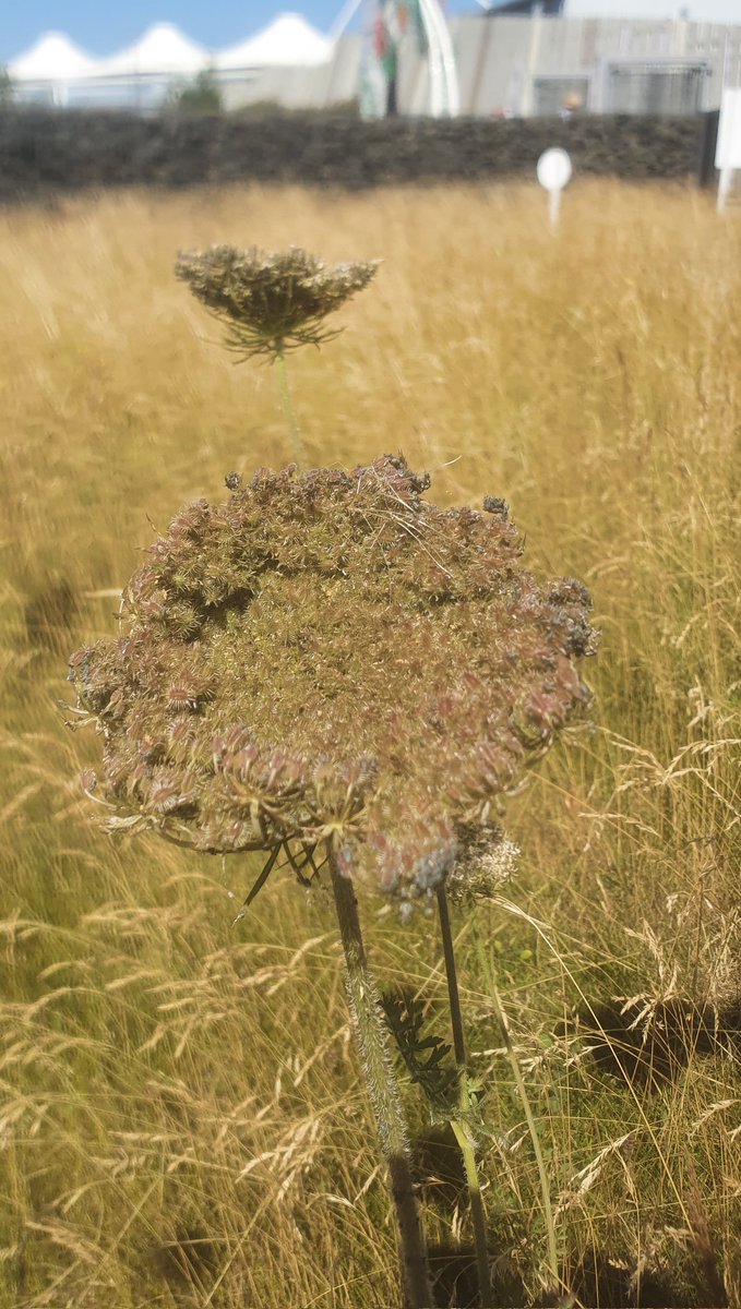 SharonEnv1's tweet photo. @wildflower_hour - it's been a great week of watching the Wild Carrot in our @ClimateActionNE #PollinatorParks projects and also collecting local #yellowrattle #SeedHeads ready for sowing. #wildflowerhour #wildspaces #minimeadows https://t.co/WYwf6sE9l1