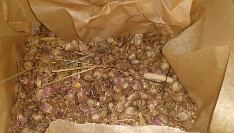 SharonEnv1's tweet photo. @wildflower_hour - it's been a great week of watching the Wild Carrot in our @ClimateActionNE #PollinatorParks projects and also collecting local #yellowrattle #SeedHeads ready for sowing. #wildflowerhour #wildspaces #minimeadows https://t.co/WYwf6sE9l1