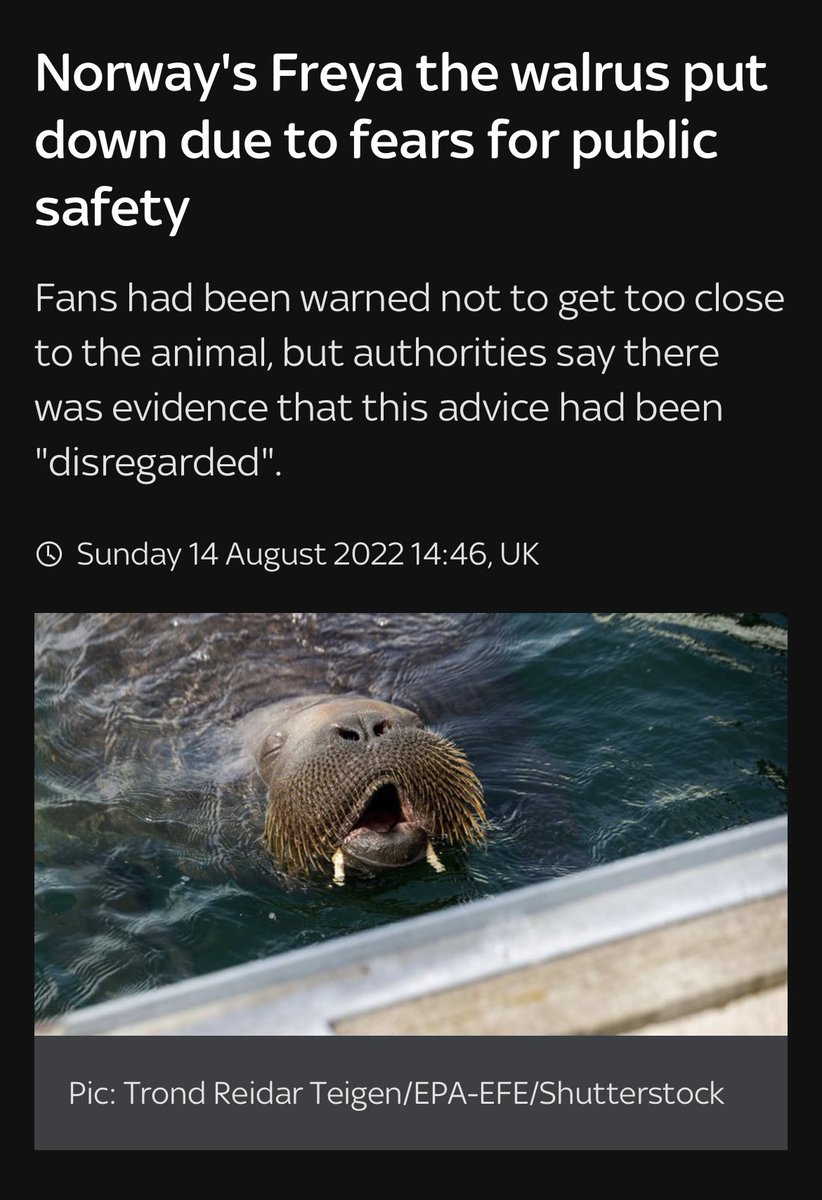 Welcome to the world we live in, where #FreyaTheWalrus can visit European country after European country, only to be murdered by #norway fisheries. Having the privilege of seeing Wally being natural, it’s sad to see that this measure was taken on another #murder #killed