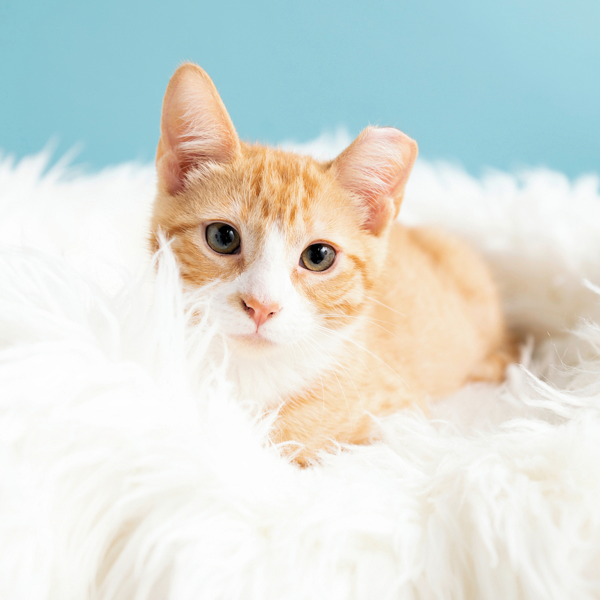 CatCafe Lounge tweet media