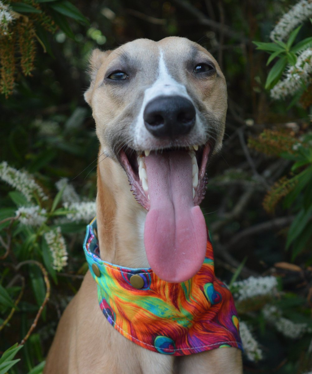 How is everybody coping in the heat, I still like to hide under blankets and hoomom keeps taking them off me 😬 My bandana is from <a href="/thewolfcollect/">The Collective Wolf 🇬🇧</a> 😍😍