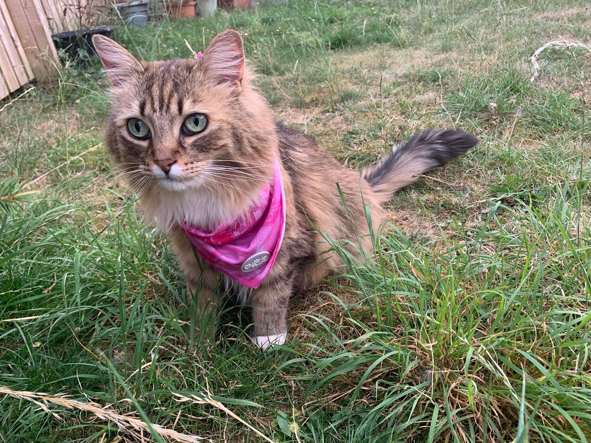 realTrouble2's tweet photo. @PickliciousF Hi Pickle! 
My Housekeeper bought me a Cooling Bandana yesterday…
😺 https://t.co/n7B1YYbynx