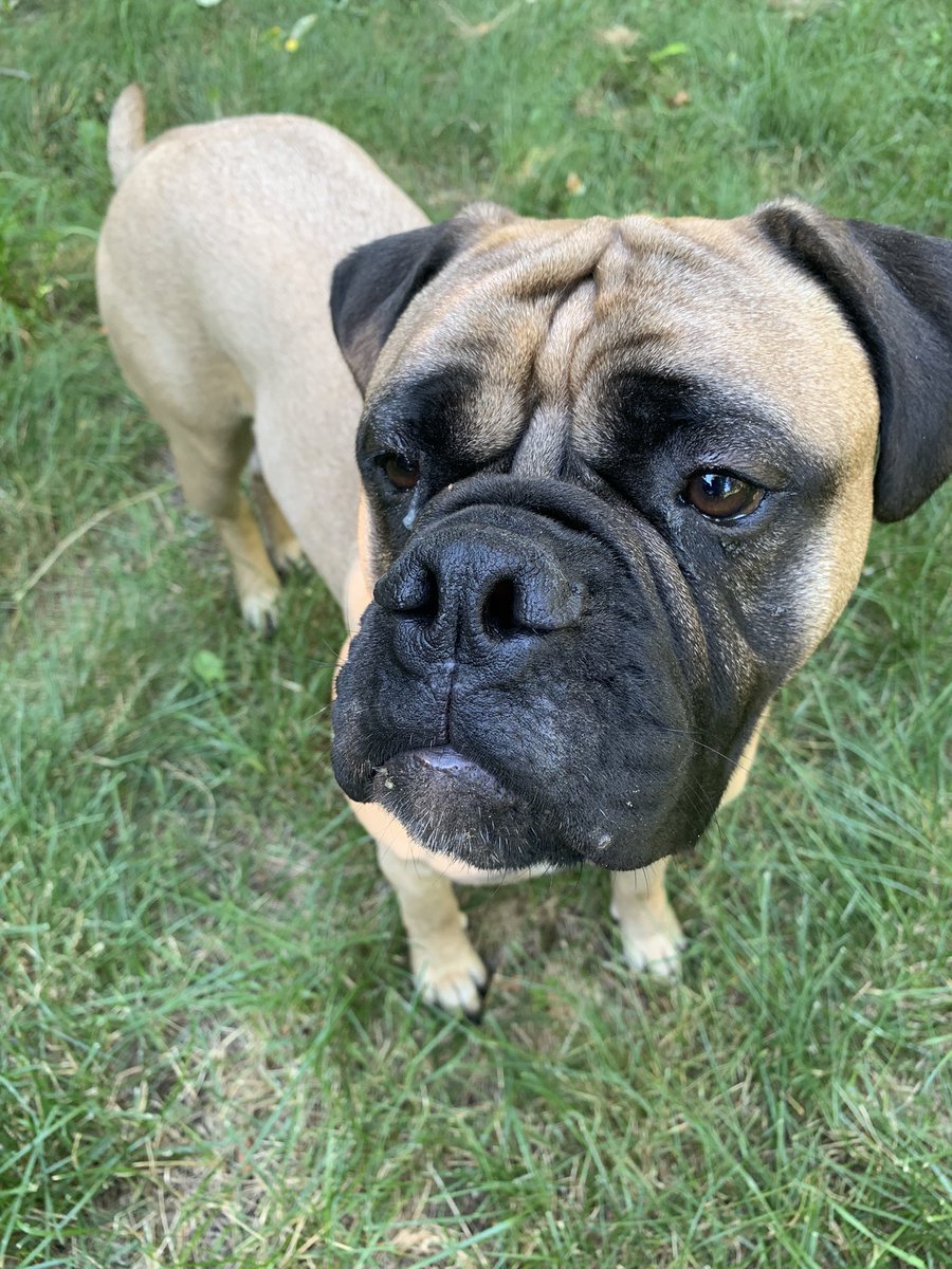 ackabee_barb's tweet photo. Just being outside Funtastic Sunday, wish you all a woofunderful  pawsome day 🐾❤️ 
#funtastic
#juliana
#woofunderful https://t.co/cIGL7IykFb