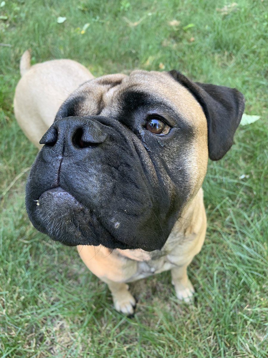 ackabee_barb's tweet photo. Just being outside Funtastic Sunday, wish you all a woofunderful  pawsome day 🐾❤️ 
#funtastic
#juliana
#woofunderful https://t.co/cIGL7IykFb