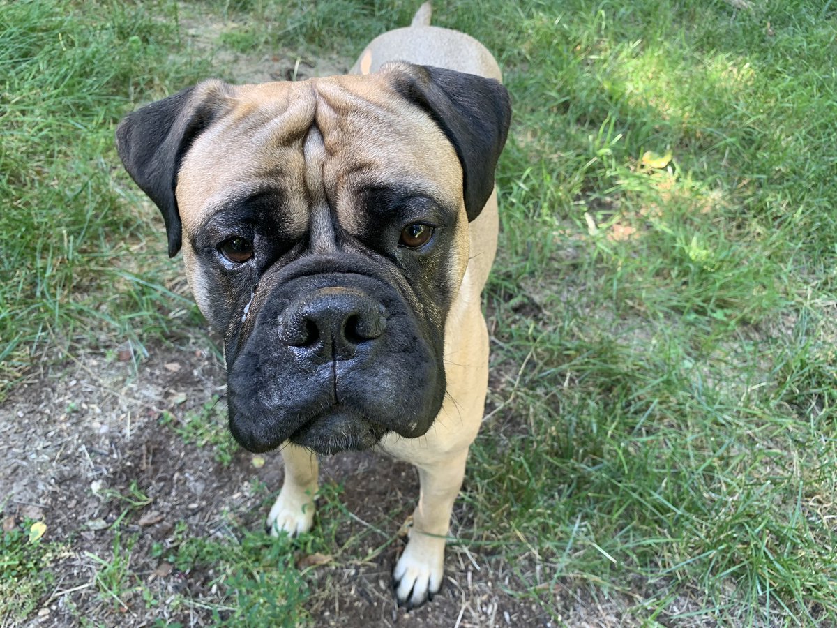 ackabee_barb's tweet photo. Just being outside Funtastic Sunday, wish you all a woofunderful  pawsome day 🐾❤️ 
#funtastic
#juliana
#woofunderful https://t.co/cIGL7IykFb