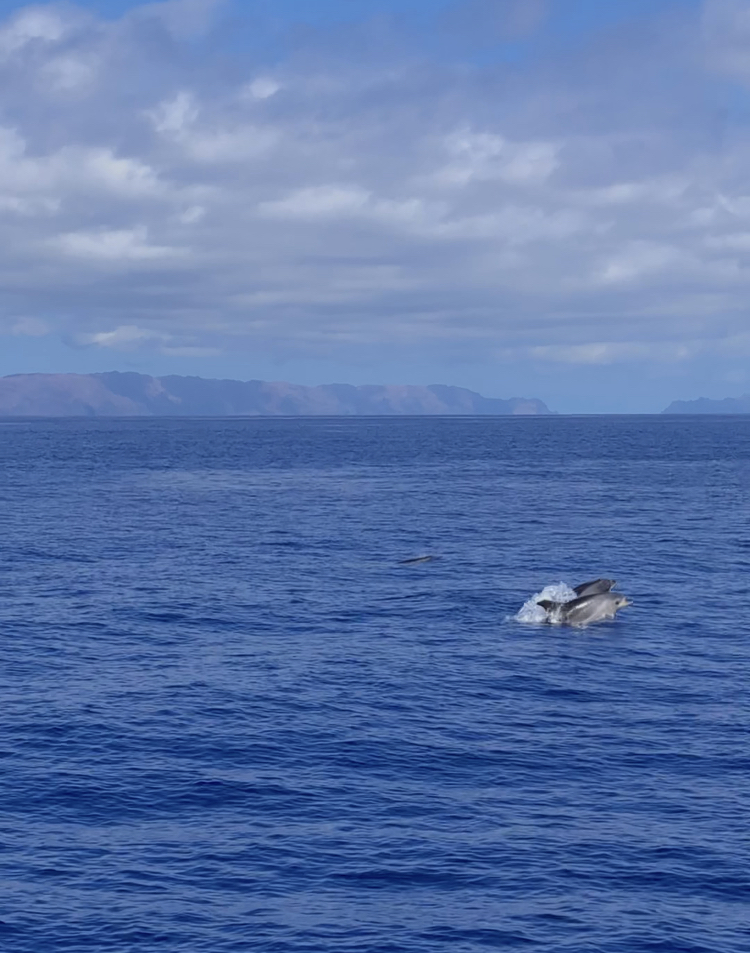 Thiago Friedrich tweet media