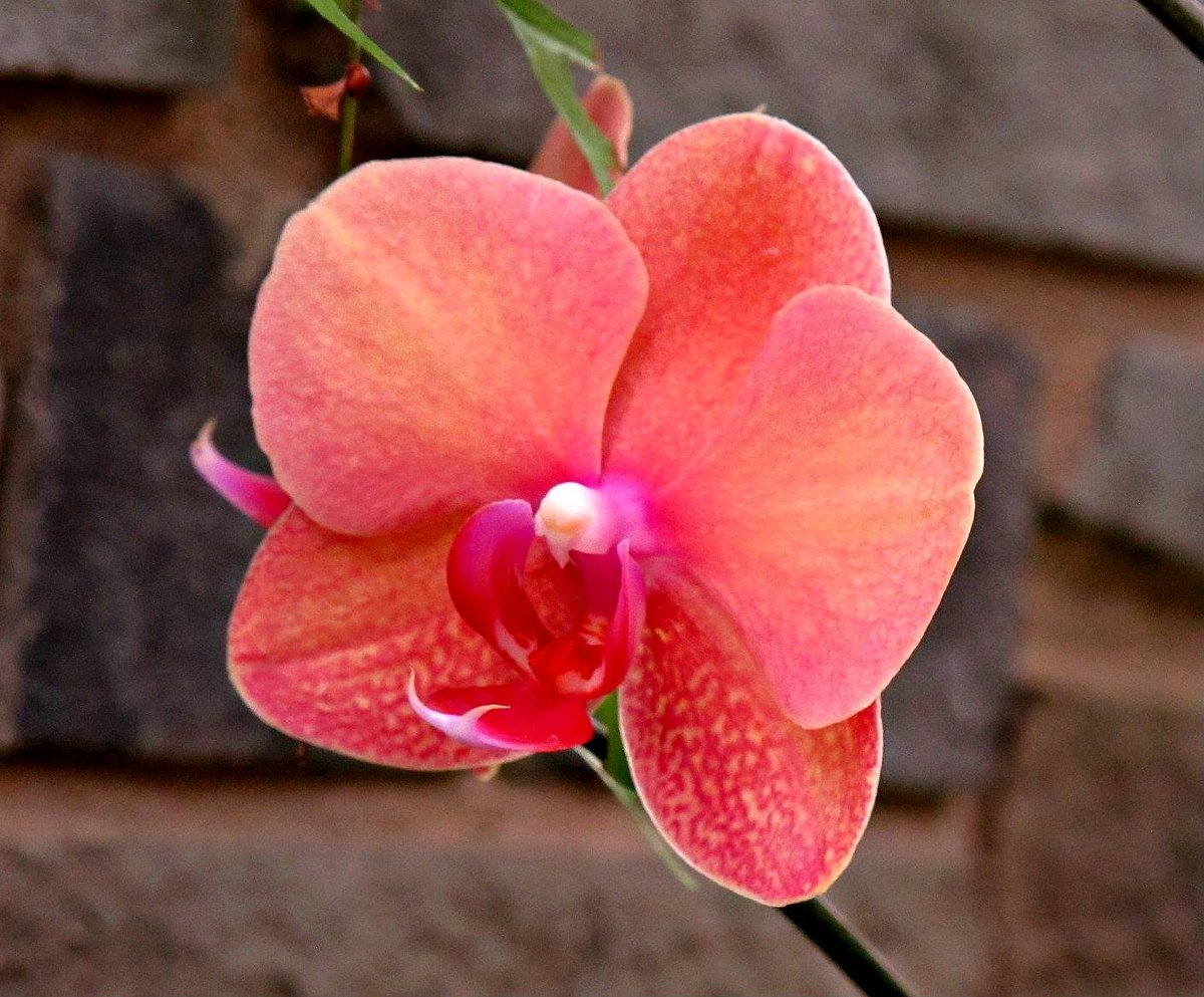 roykelley's tweet photo. Moth Orchid, Lewis Ginter Botanical Garden, Richmond, Virginia USA IMG 0943
Canon PowerShot G11 Camera
Photograph by Roy Kelley
Roy and Dolores Kelley Photographs
#Orchids #Flowers #Gardens #LewisGinter #FlowerPhotography #MothOrchid https://t.co/2HR22ecC52