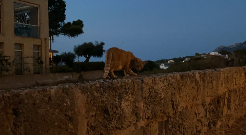 me @ random cats you see on holiday <<<<333