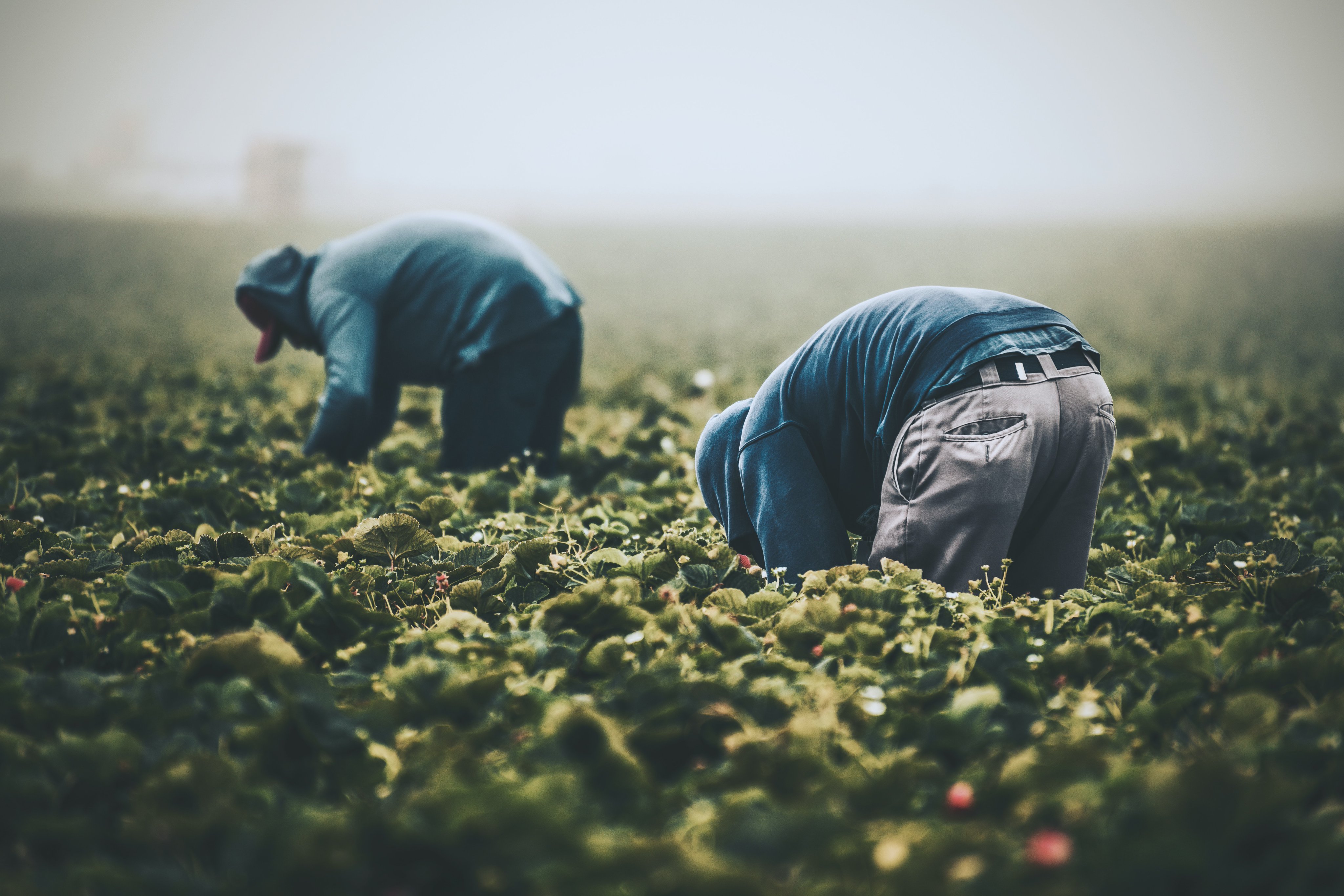 Food Revolution Network (AFoodRevolution) / Twitter