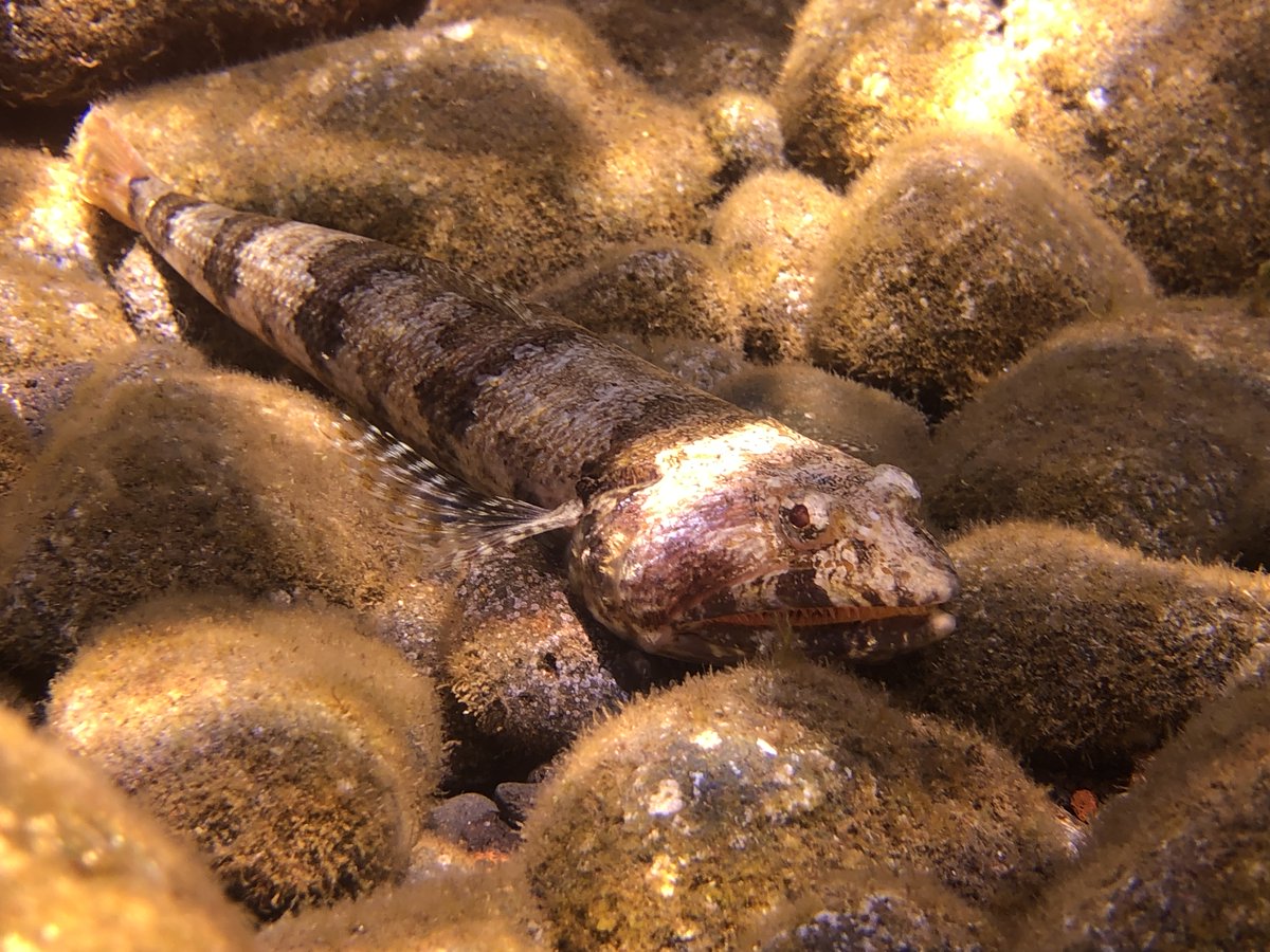 Thiago Friedrich tweet media