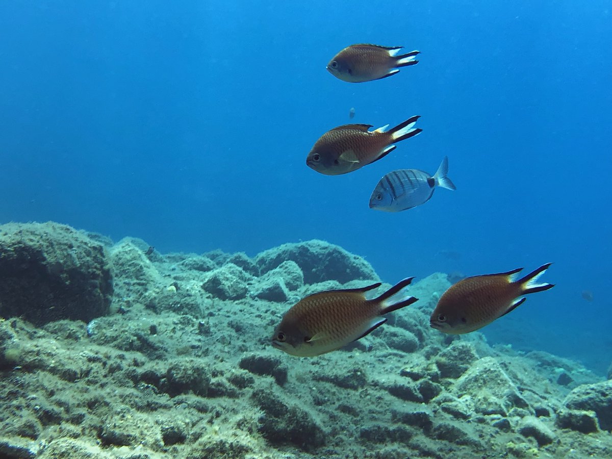 Thiago Friedrich tweet media