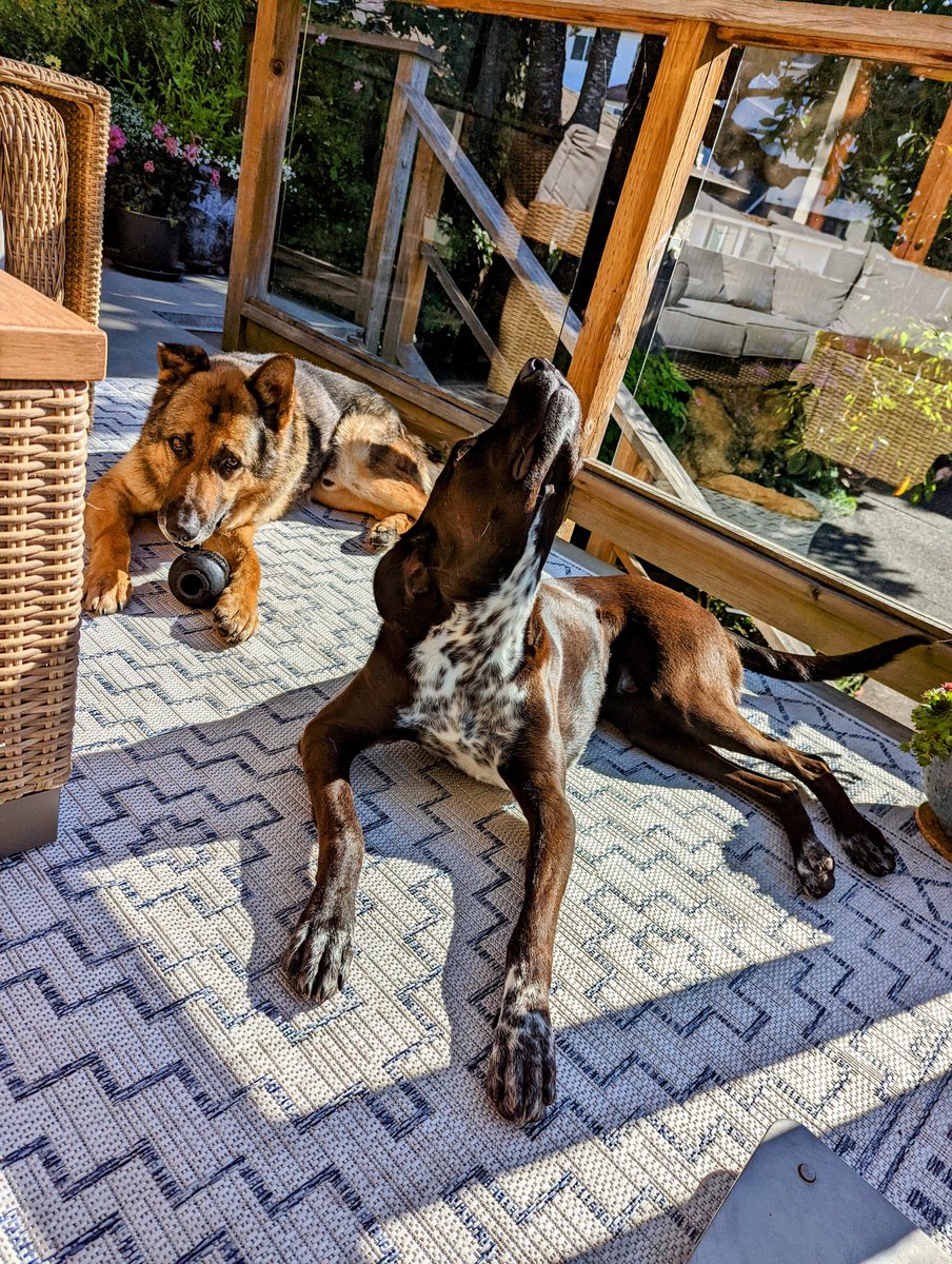 0684Blade's tweet photo. Finally had a chance at a cute pick with the 2 bro's laying down together, but my 1.36 seconds were up. ๐คฆ
#likeatoddler #gottabequick #goodboys #retiredK9life #JustFourPawsRescue https://t.co/9VhNWbISwC