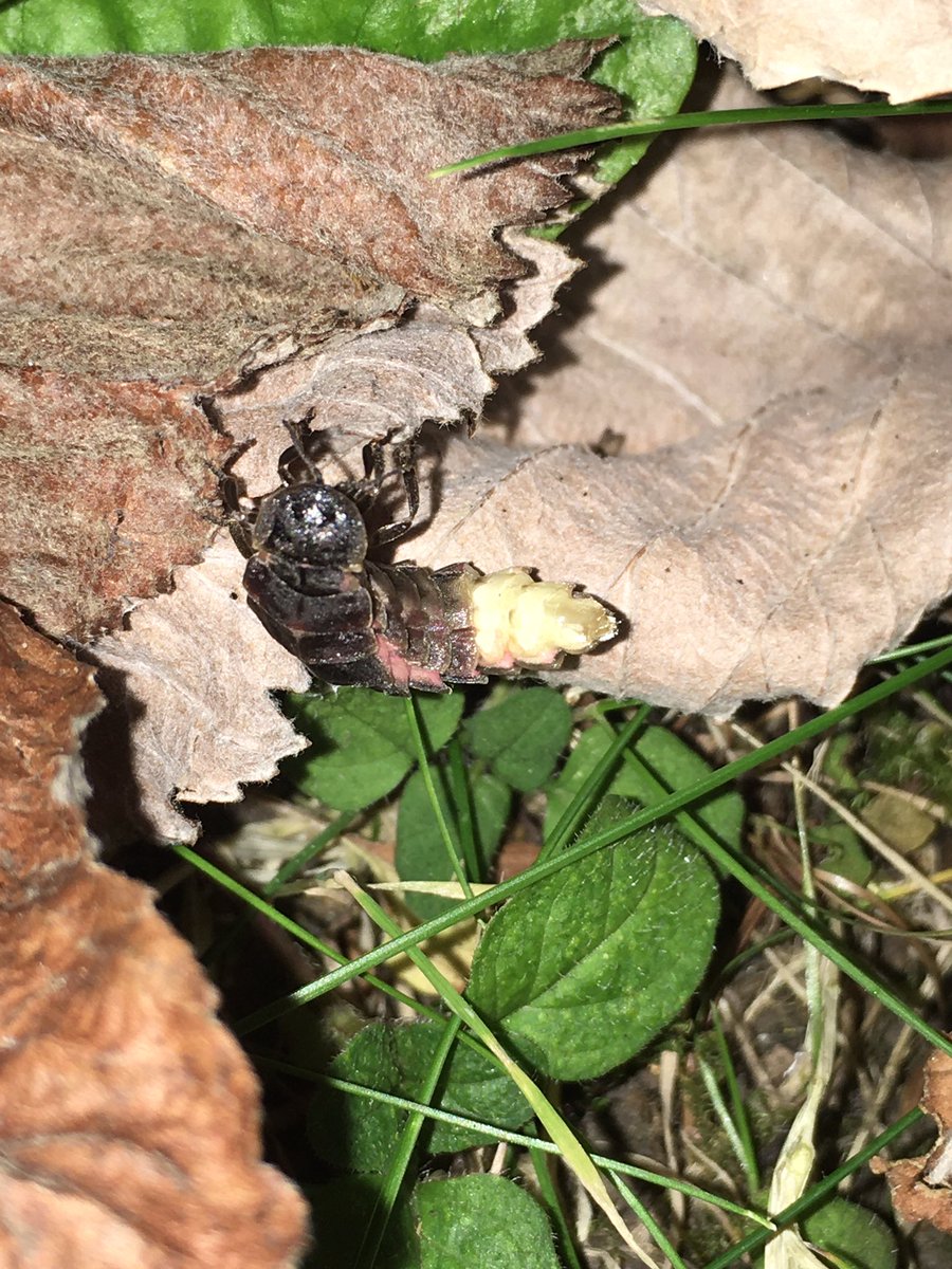 Lovely bright green spark in the garden last night. Having just read James and the giant peach the kids were amazed to see a real glow worm