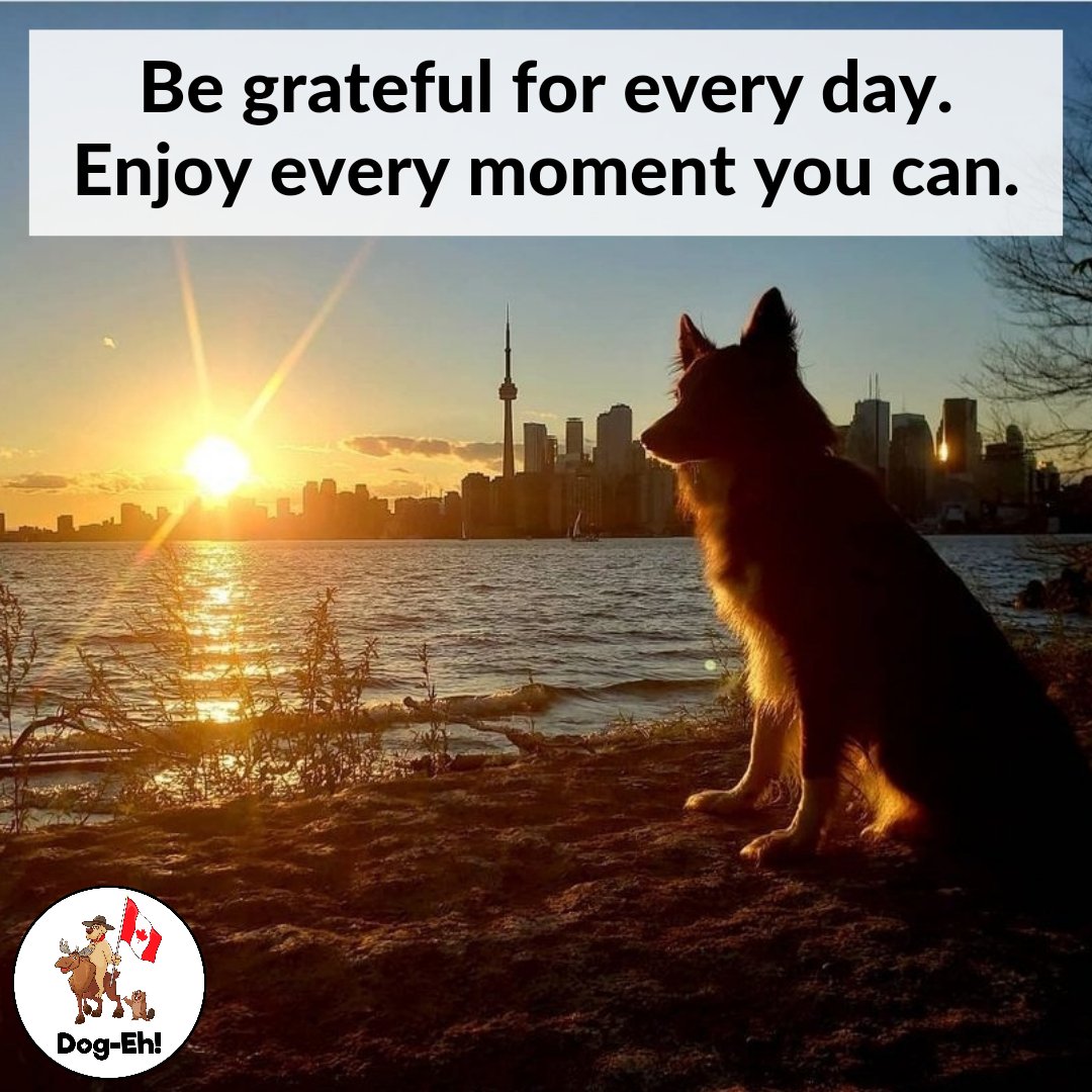 DogEhOfficial's tweet photo. When was the last time you and your dog watched a sunrise or sunset??? 🌅🐕
Treasure every moment you can 💕
#livelife #livelifebetter #enjoytheoutdoors #livinglifewithdogs #enjoylifewithdogs #lifewithdogs #lifewithdogsisbetter #dogphoto #sunsetphoto #torontodog #dogeh https://t.co/WFL6ZJyHfp