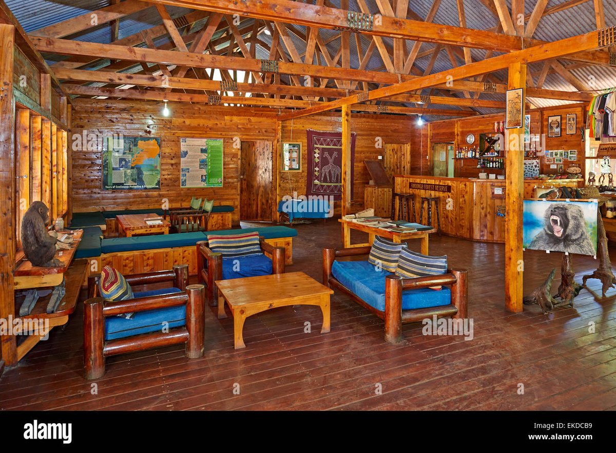 rwotoriba's tweet photo. Chimp tracking, chimpanzee habituation, forest walks and bird watching can best be done while residing at #Budongo #EcoLodge which gets you covered with a superb safari accommodation that you need for your relaxation. #MFNP @Ugandalodgesltd @SafarisUganda https://t.co/QrT9IbOw9S