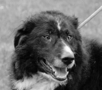 💙BENTLEY💙

Gorgeous Bentley is such a lovely boy and was really doing well in his previous foster - sadly now he is becoming a long termer  kennels.
He has so much love to give. secondchanceretrievers.co.uk/team/bentley