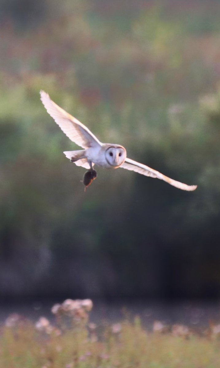Hesperus73's tweet photo. @Natures_Voice Barn Owl with prey! https://t.co/37lWdONQUw