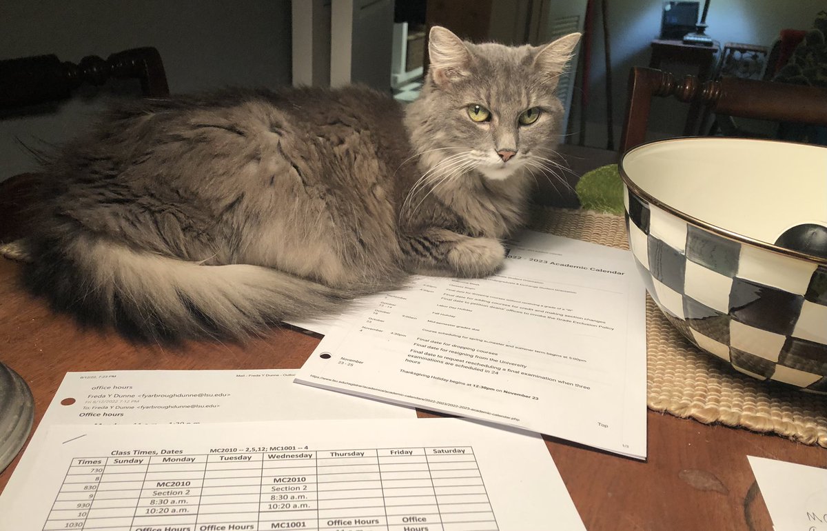 My new teaching assistant, Sasha. She’s still looking for Musetta, but has taken over all of the “tasks” Musetta used to handle. This looks like the evil eye to get me into one week to go mode. <a href="/ManshipSchool/">LSU Manship School of Mass Communication</a>