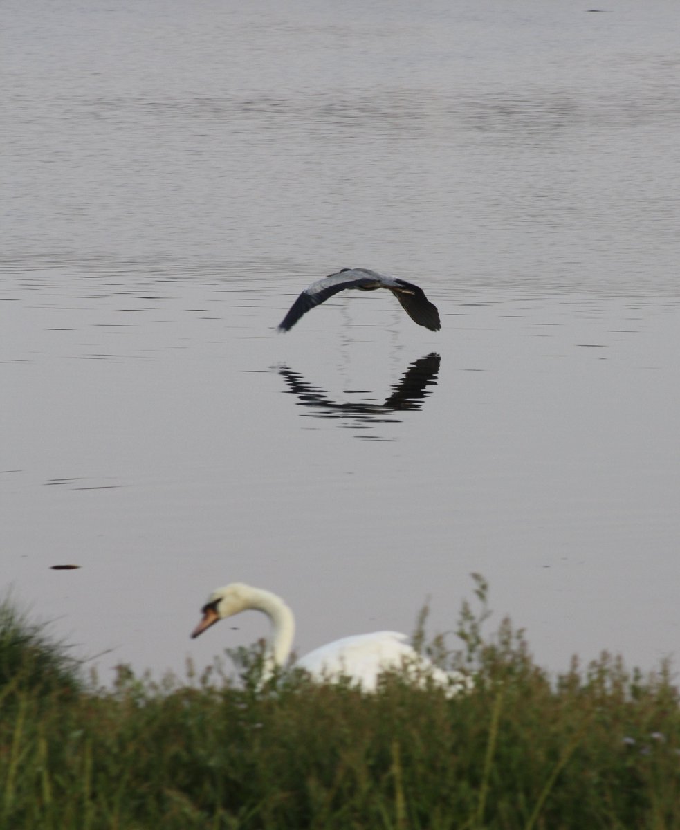 pogorman50's tweet photo. Broadmeadow Estuary https://t.co/zzlN1yTP39