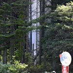 森に高さ30mの巨大な水柱。非常に危険近づかないで。