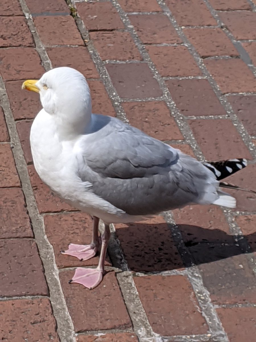 Chichester Society tweet media