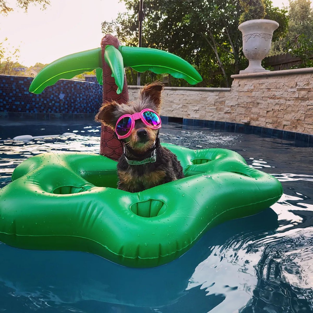 JennLL19's tweet photo. Bella's 14th Birthday Pool Party! 🐶💦🎉 https://t.co/yaSS8SxSpu