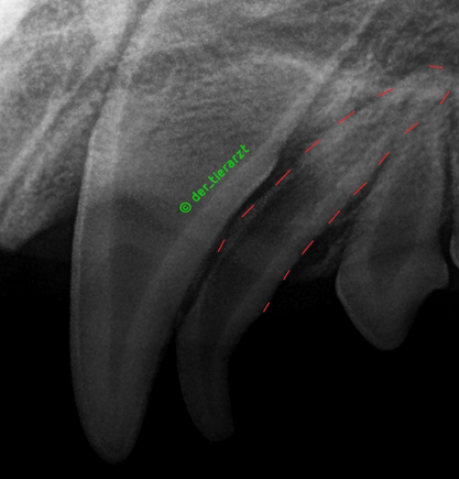 Vets_online's tweet photo. Kurz &amp; bündig – Praxisfall der Woche: Persistierender Milchzahn beim Hund.

Mit freundlicher Unterstützung von Sebastian Jonigkeit, Tierarzt.

Mehr Infos dazu auf dem Tierärzte-Portal https://t.co/pintrYxxdh:

https://t.co/AAHb7Y6gmN

#vetsonline https://t.co/bDHnFyDSi7