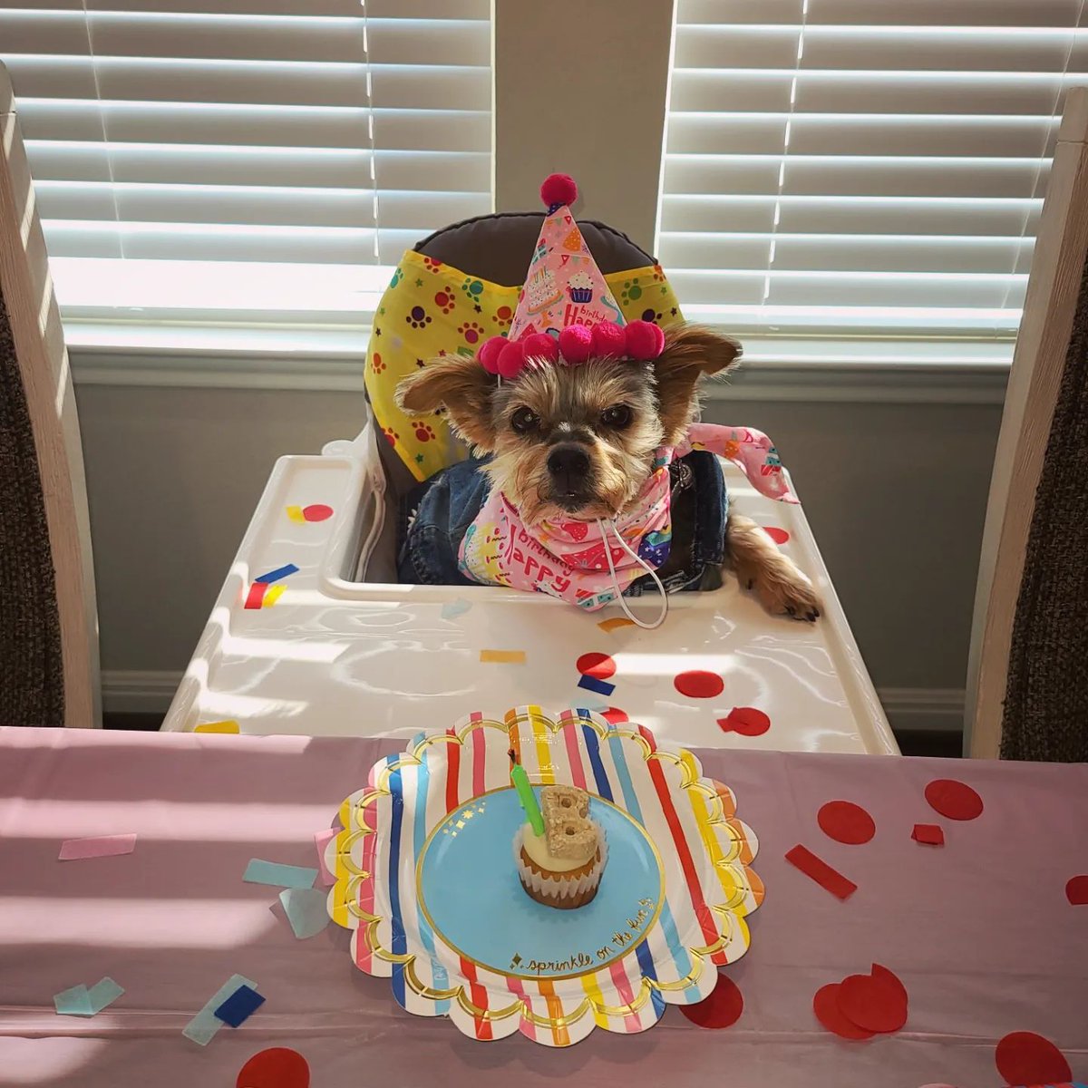 JennLL19's tweet photo. Birthday Party for my Bella turning 14! I can't believe it. Here's to MANY more, baby girl! I love you! #dogmom #bellaboo #yorkiesofinstagram #oldladybaby #dogparty🐶🎉🥰 https://t.co/on7wnbGLFv