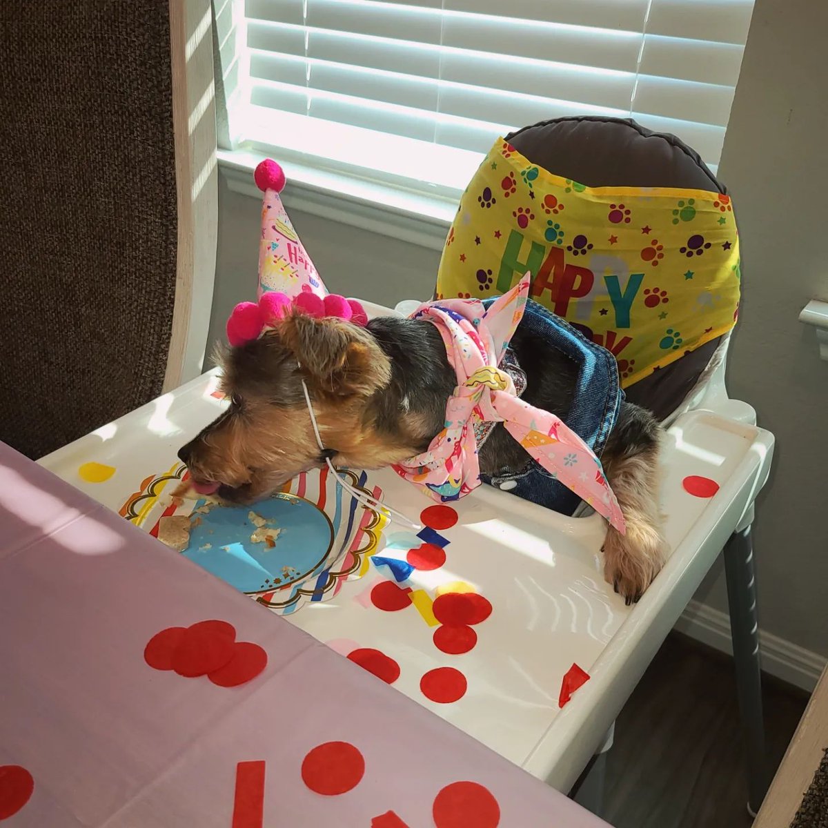 JennLL19's tweet photo. Birthday Party for my Bella turning 14! I can't believe it. Here's to MANY more, baby girl! I love you! #dogmom #bellaboo #yorkiesofinstagram #oldladybaby #dogparty🐶🎉🥰 https://t.co/on7wnbGLFv