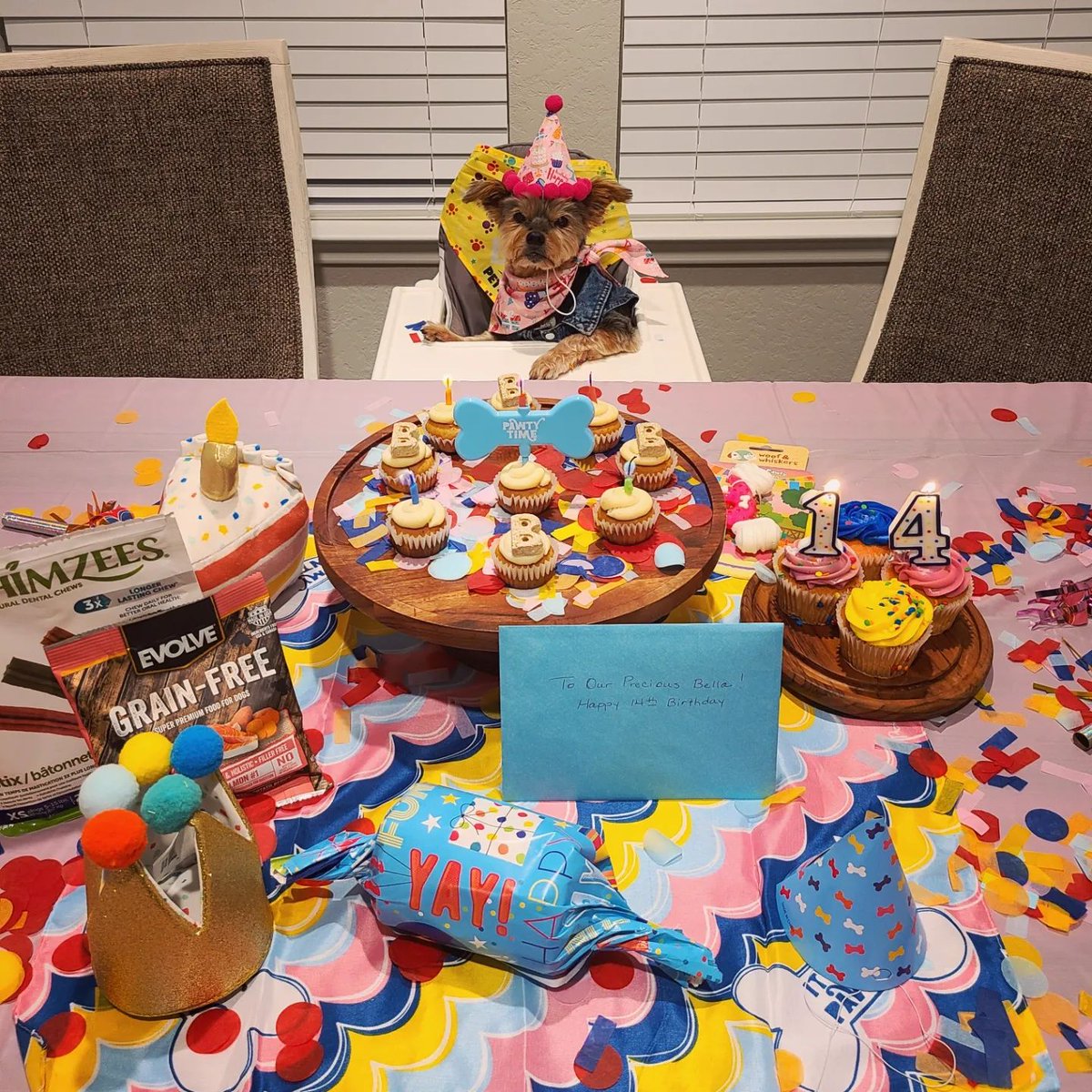 JennLL19's tweet photo. Birthday Party for my Bella turning 14! I can't believe it. Here's to MANY more, baby girl! I love you! #dogmom #bellaboo #yorkiesofinstagram #oldladybaby #dogparty🐶🎉🥰 https://t.co/on7wnbGLFv
