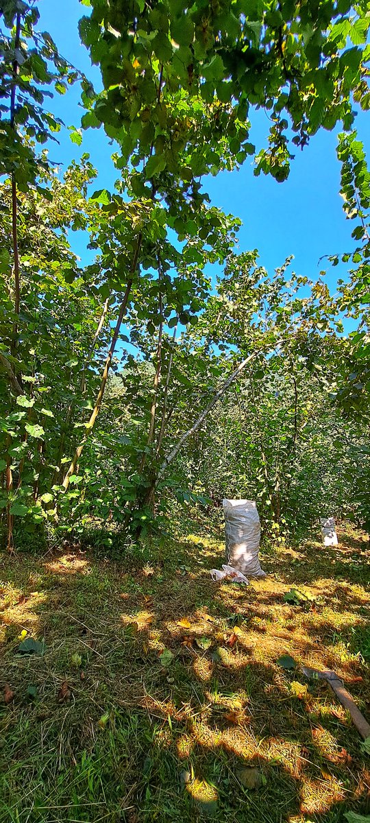Karadeniz'de Hasat zamanı 🌰