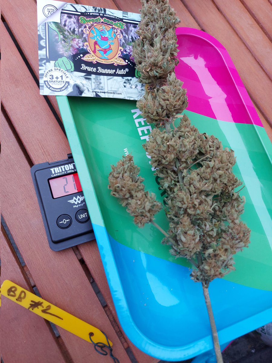 Ju_bps's tweet photo. Bruce Banner Auto ๐จโ๐พ๐จโ๐พ๐ฒ๐ฒ @sweetseeds_es - ๐ Day 88 since seeds + 15D Dry - Harvest ๐ฒโ๏ธ - Outdoor ๐๐ - #Sweetseeds #BBauto #BruceBanner #Hulk #growyourown
#CannabisCommunity #420life #Mmemberville
https://t.co/qNTSnMnb35 https://t.co/tM8k4WdOm7