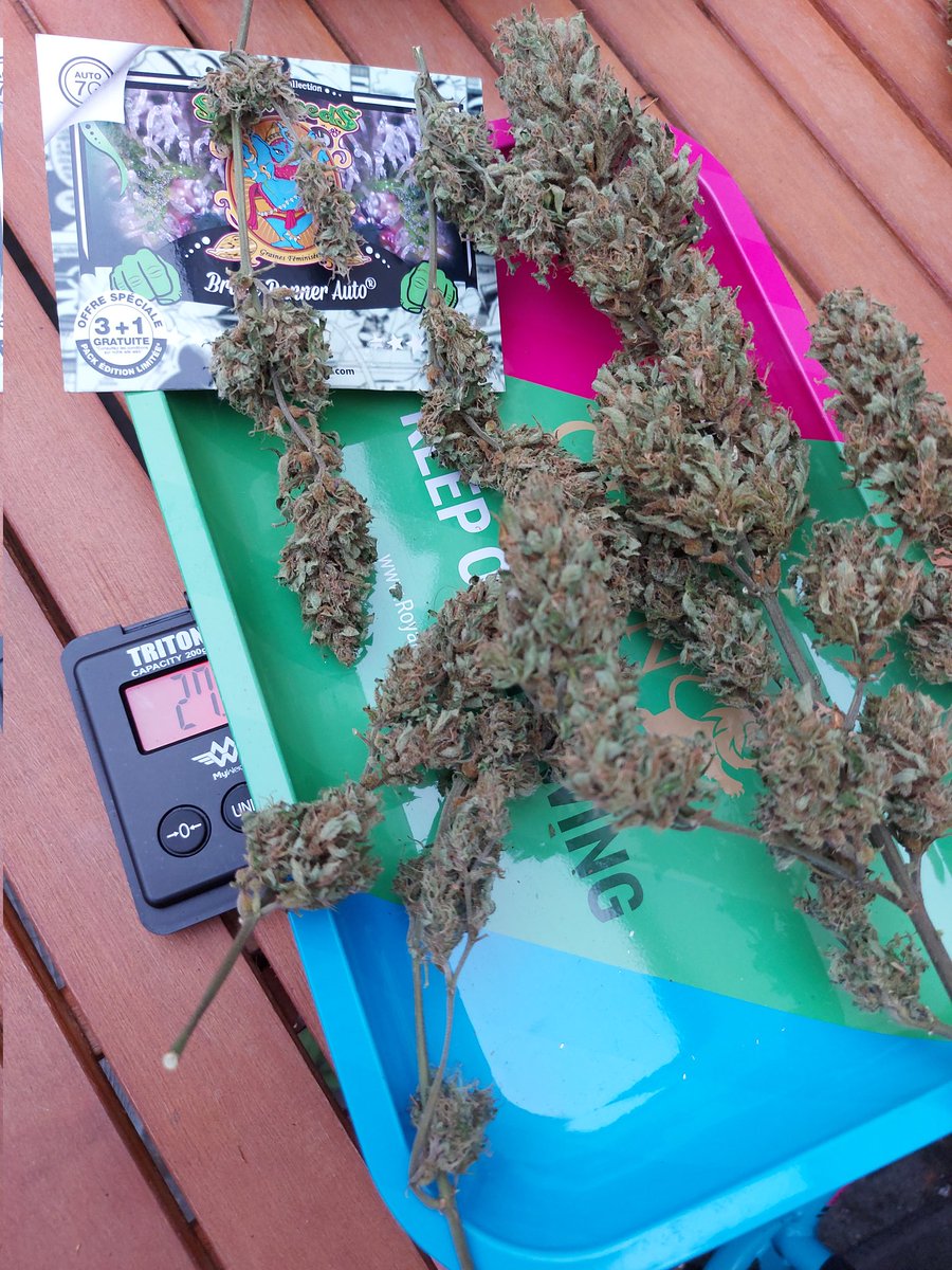 Ju_bps's tweet photo. Bruce Banner Auto ๐จโ๐พ๐จโ๐พ๐ฒ๐ฒ @sweetseeds_es - ๐ Day 88 since seeds + 15D Dry - Harvest ๐ฒโ๏ธ - Outdoor ๐๐ - #Sweetseeds #BBauto #BruceBanner #Hulk #growyourown
#CannabisCommunity #420life #Mmemberville
https://t.co/qNTSnMnb35 https://t.co/tM8k4WdOm7