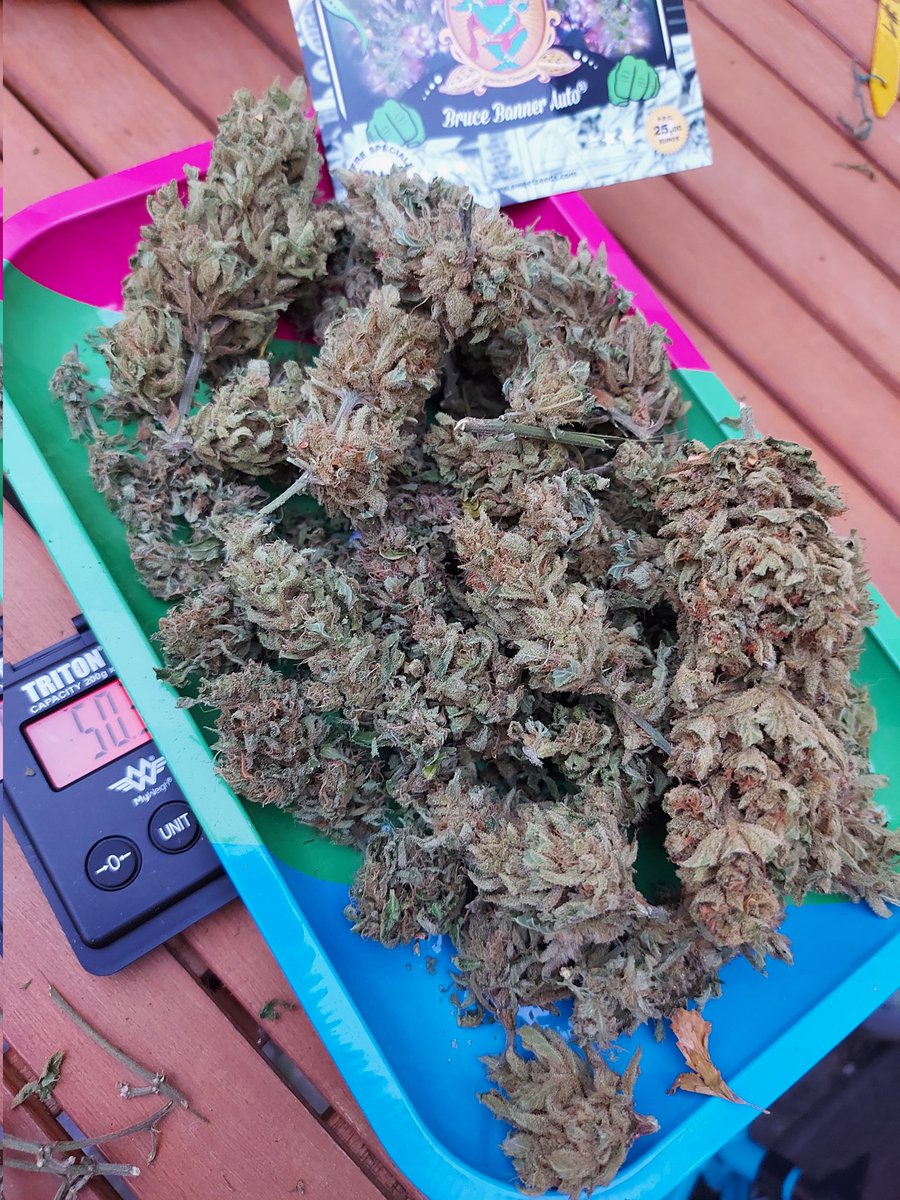 Ju_bps's tweet photo. Bruce Banner Auto ๐จโ๐พ๐จโ๐พ๐ฒ๐ฒ @sweetseeds_es - ๐ Day 88 since seeds + 15D Dry - Harvest ๐ฒโ๏ธ - Outdoor ๐๐ - #Sweetseeds #BBauto #BruceBanner #Hulk #growyourown
#CannabisCommunity #420life #Mmemberville
https://t.co/qNTSnMnb35 https://t.co/tM8k4WdOm7